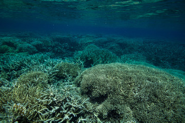 Fototapeta na wymiar サンゴ礁のお花畑