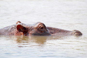 Hippo swimming in a lake