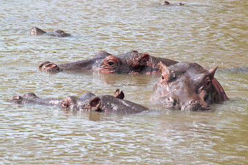 Hippos swimming in a lake