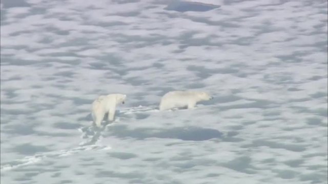 Two Polar Bears Arctic Tundra