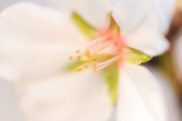 Close up almond flower
