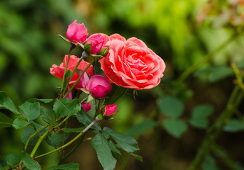beautiful orange rose in a garden