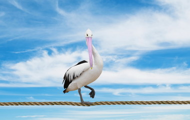 pelican