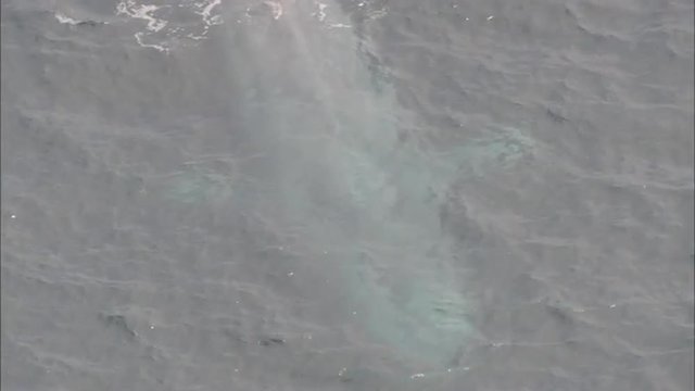 Blue Whale Ocean Mammal
