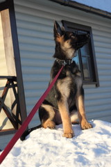 German Shepherd puppy