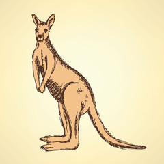 Sketch Australian kangaroo in vintage style
