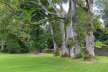 Fototapeta na wymiar Row of Trees in Palace Gardens