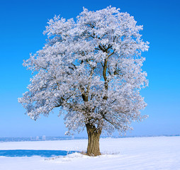 Naklejka premium Frosted trees