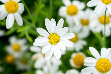 Obraz na płótnie Canvas Close-up daisy flowers
