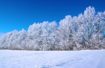 Frosted trees