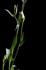 Obraz premium bud of Eustoma-flower