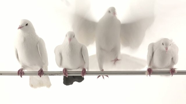 pigeon waves wings