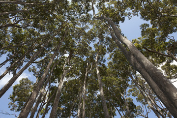 Eucalyptus trees in Australia