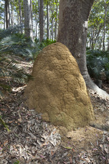 Ant hill in Australia