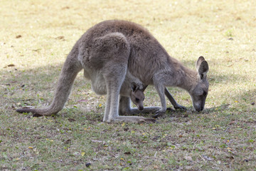Obraz na płótnie Canvas Red Kangaroo mother and joey in Australia