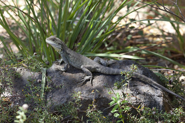Eastern Water Dragon in the woods