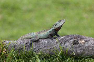 Eastern Water Dragon in the woods