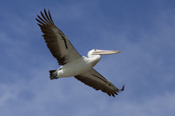 Fototapeta na wymiar Flying pelican