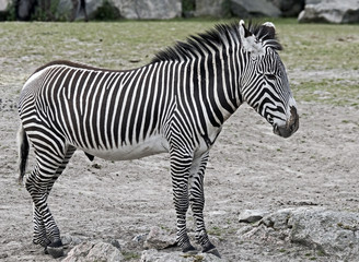 Fototapeta na wymiar Grevy`s zebra