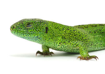 green lizard