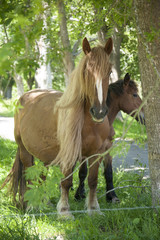 Obraz premium blonde horse