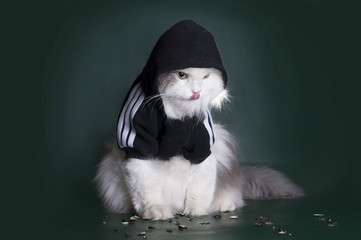 dangerous cat rough jacket with a hood on a dark background