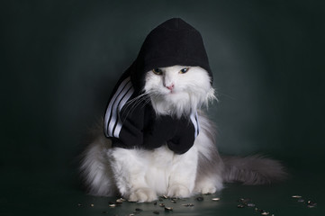 dangerous cat rough jacket with a hood on a dark background
