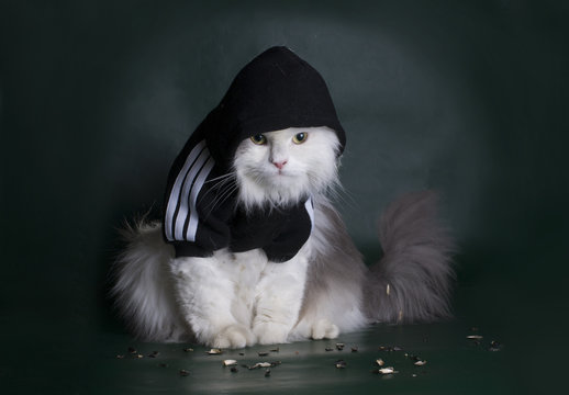 dangerous cat rough jacket with a hood on a dark background