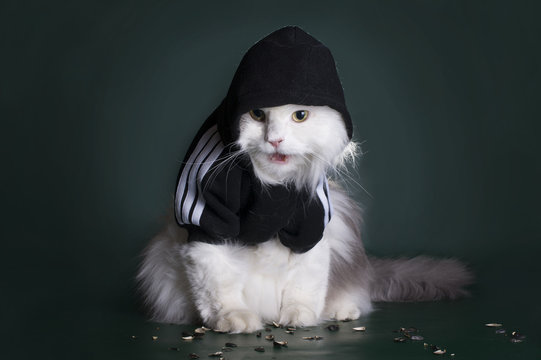 dangerous cat rough jacket with a hood on a dark background