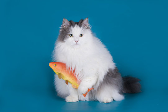 cat caught a goldfish isolated on a blue background