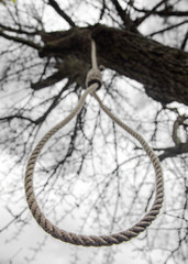 noose hanging in a tree