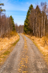 Fototapeta premium old country road leading into the forest
