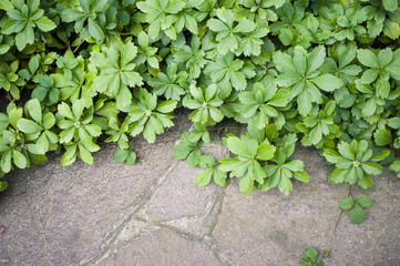 pachysandra terminalis and stone paved walkway