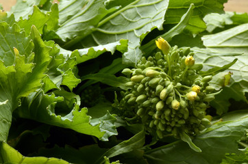 Brassica rapa sylvestris Cime di rapa Stängelkohl