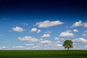 lonely tree
