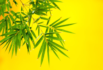 Fototapeta na wymiar bambou sur fond jaune