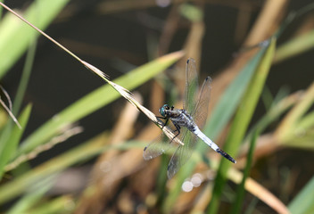 blue dragonfly