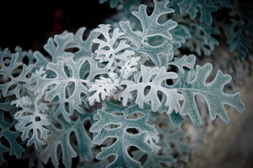 Top view of dusty miller plant