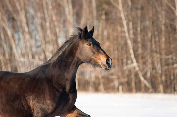 Fototapeta na wymiar Horse in winter closeup