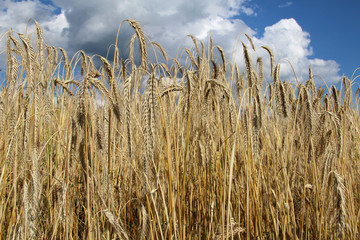 Feld