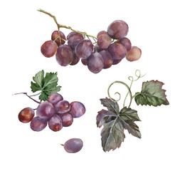 watercolor bunch of red grapes - 76644874