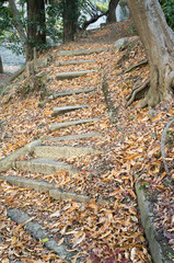 Beautiful Stairs of fallen golden maple leaves.