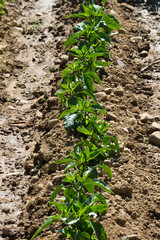 Surco de tierra  con  cultivo  agricola de legumbres