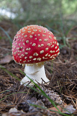 Mushroom Amanita muscaria