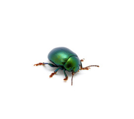 Green beetle