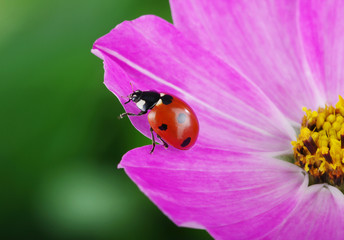 Ladybug