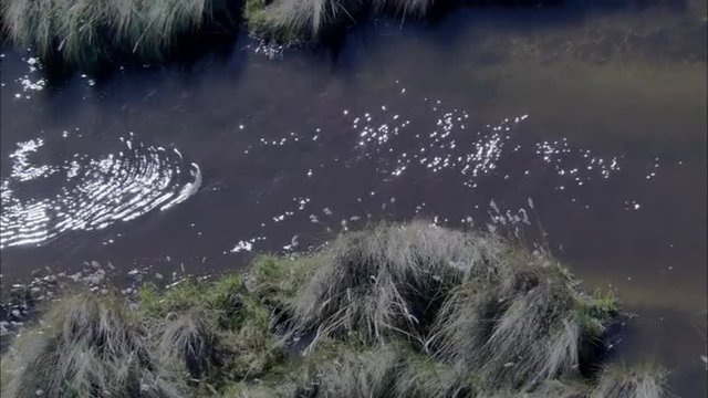 Hippo River