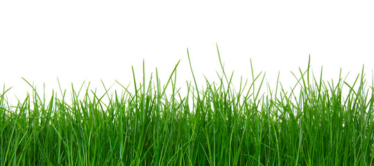 Fototapety  Zielona trawa na białym tle