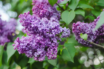 Branch of lilac flowers