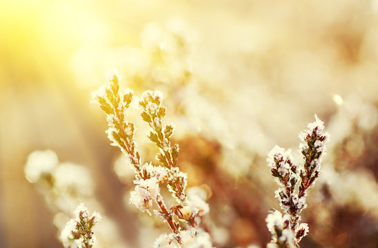 Frozen Heather Flower